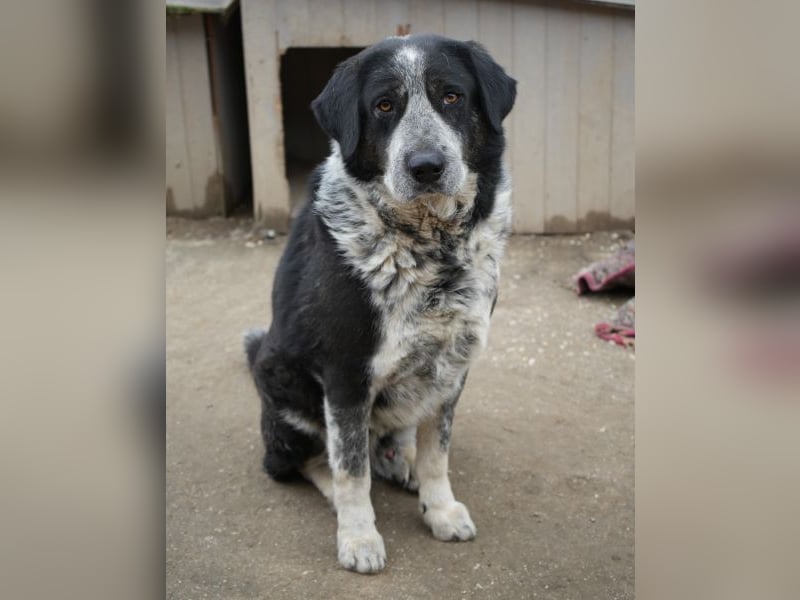 Malik, geb. ca.02/2022, lebt in GRIECHENLAND, im städt. Tierheim Serres
