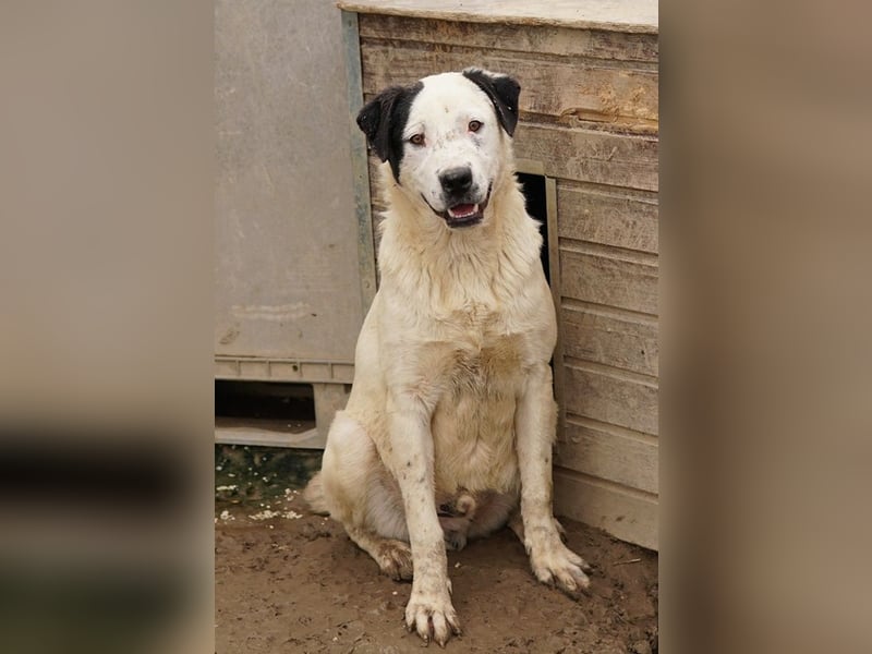 Ronny, geb. ca. 09/2022, lebt in GRIECHENLAND, im städt. Tierheim Serres