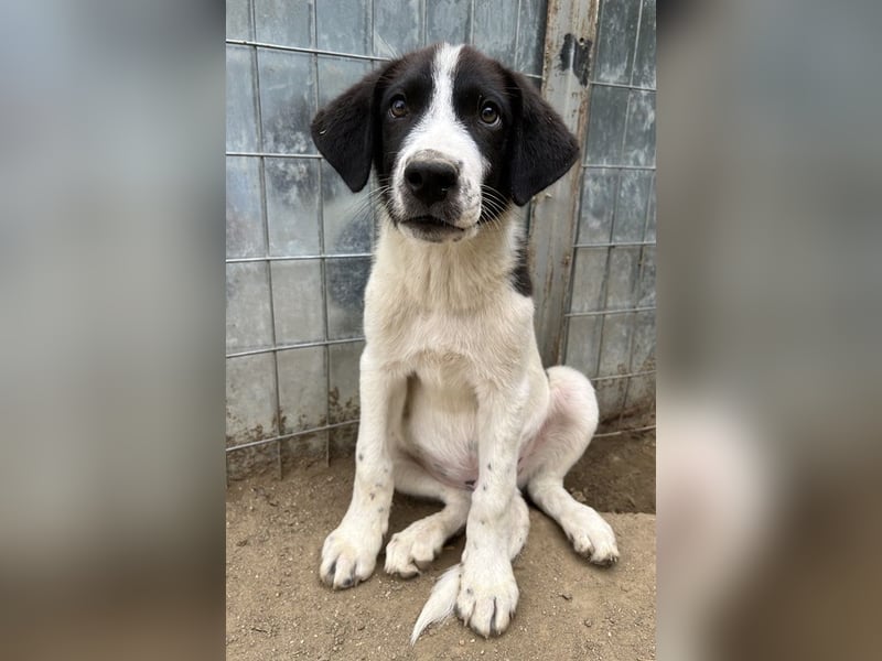 Sandor, geb. ca. 05/2024, lebt in GRIECHENLAND, auf einer privaten Pflegestelle