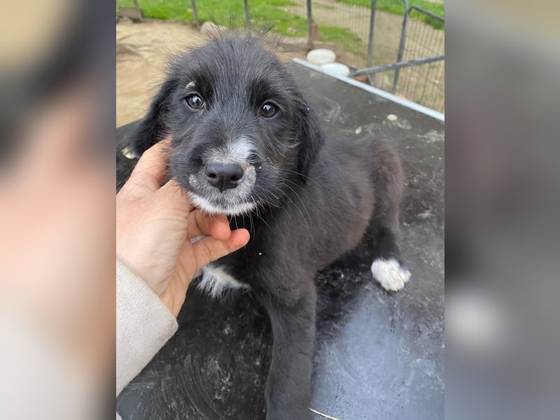 Lisbeth, geb. ca. 09/2025, lebt in GRIECHENLAND, auf einer privaten Pflegestelle