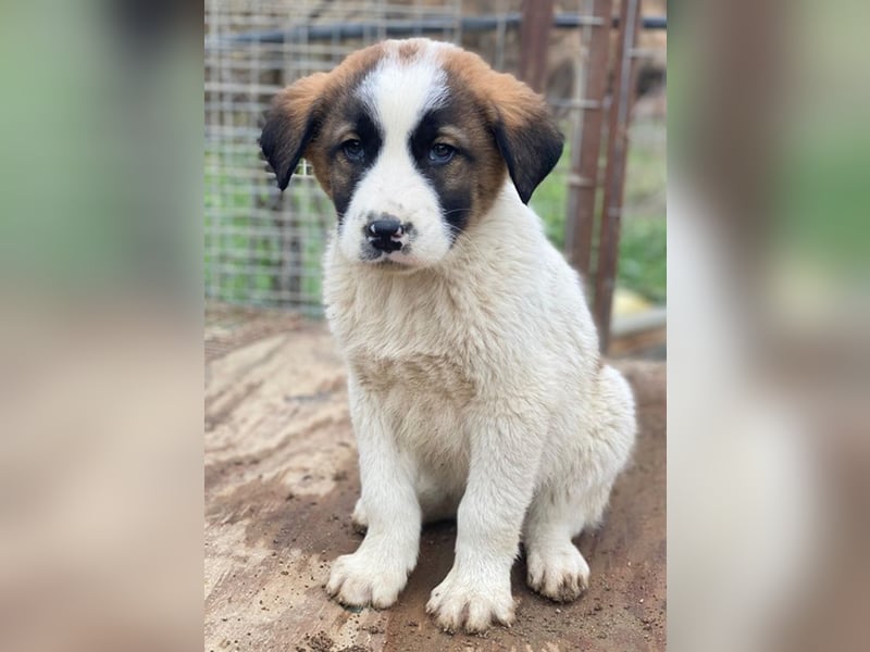 Diavolo, geb. ca. 11/2025, lebt in GRIECHENLAND, auf einer privaten Pflegestelle