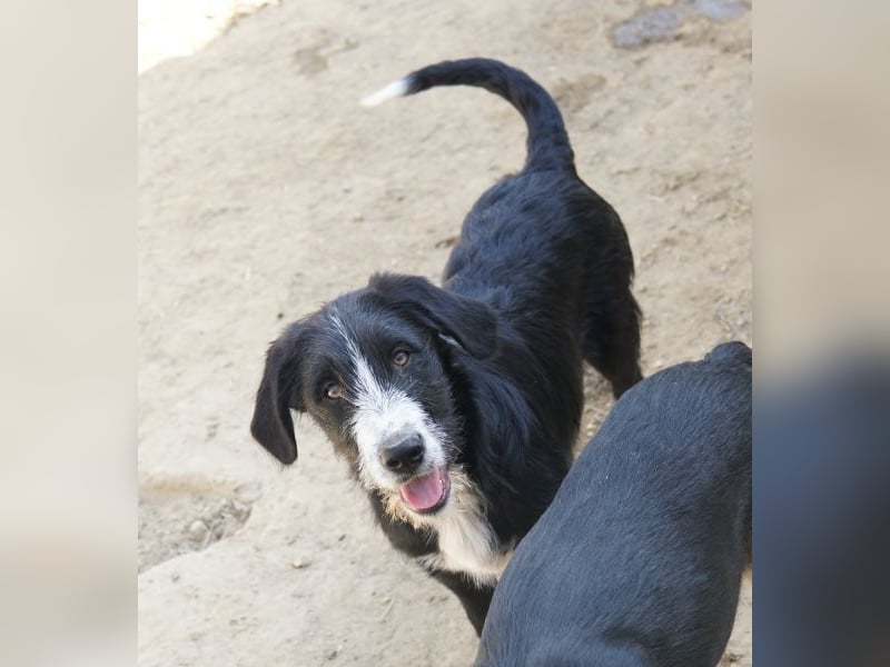 Kasimir, geb. ca. 09/2025, lebt in GRIECHENLAND, auf einer privaten Pflegestelle