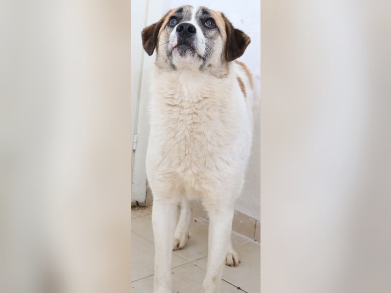 Taro, geb. ca. 08/2018, lebt in GRIECHENLAND, im städt. Tierheim Serres