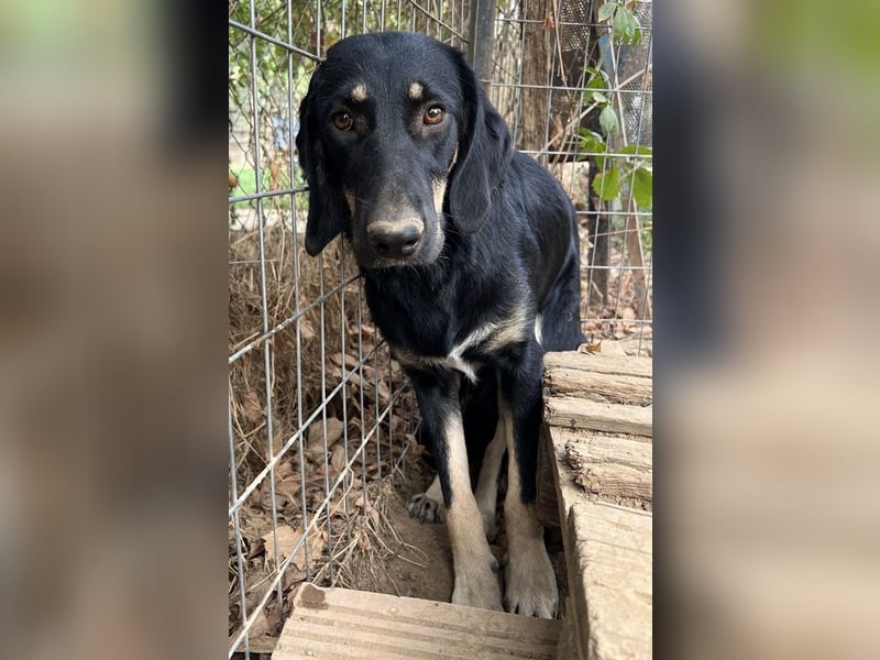 Blueberry, geb. ca. 06/2023, lebt in GRIECHENLAND, auf einer privaten Pflegestelle