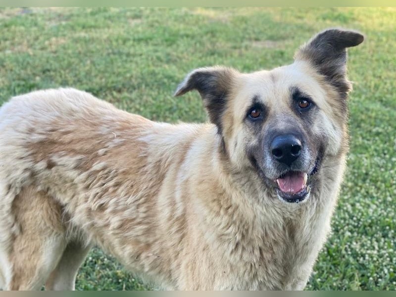 Pinja, geb. ca. 12/2021, lebt in GRIECHENLAND, auf einer privaten Pflegestelle