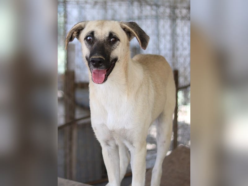 Carlchen, geb. ca. 03/2023, lebt in GRIECHENLAND, im städt. Tierheim Serres