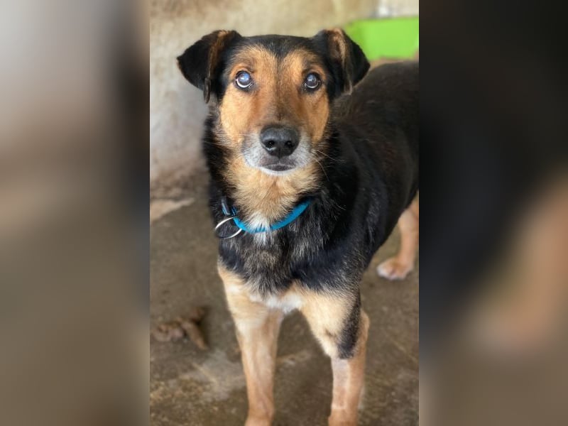 Tizian, geb. ca. 04/2022, lebt in GRIECHENLAND, auf einer privaten Pflegestelle