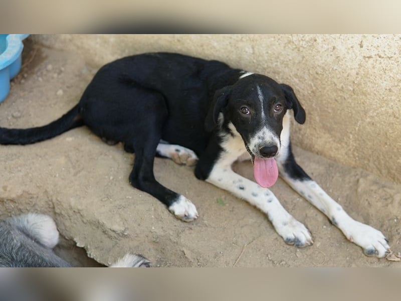 Piko, geb. ca. 01/2025, lebt in GRIECHENLAND, auf einer privaten Pflegestelle