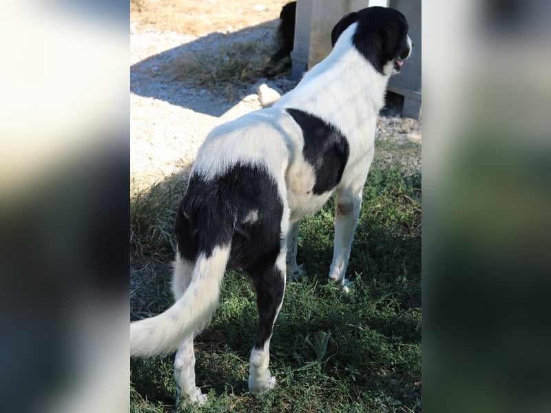 Rubin, geb. ca. 03/2019, lebt in GRIECHENLAND, im städt. Tierheim Serres