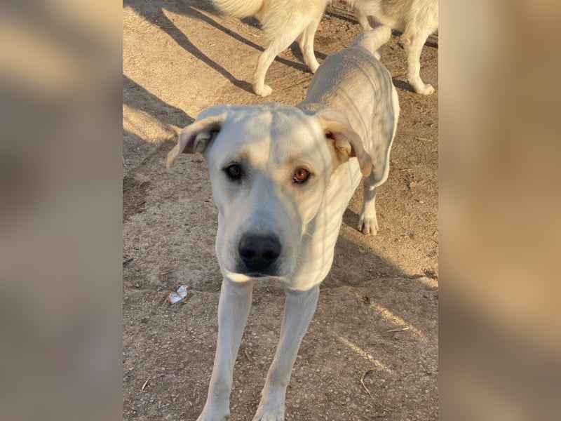 Miguel, geb. ca. 08/2024, lebt in GRIECHENLAND, im städt. Tierheim Serres