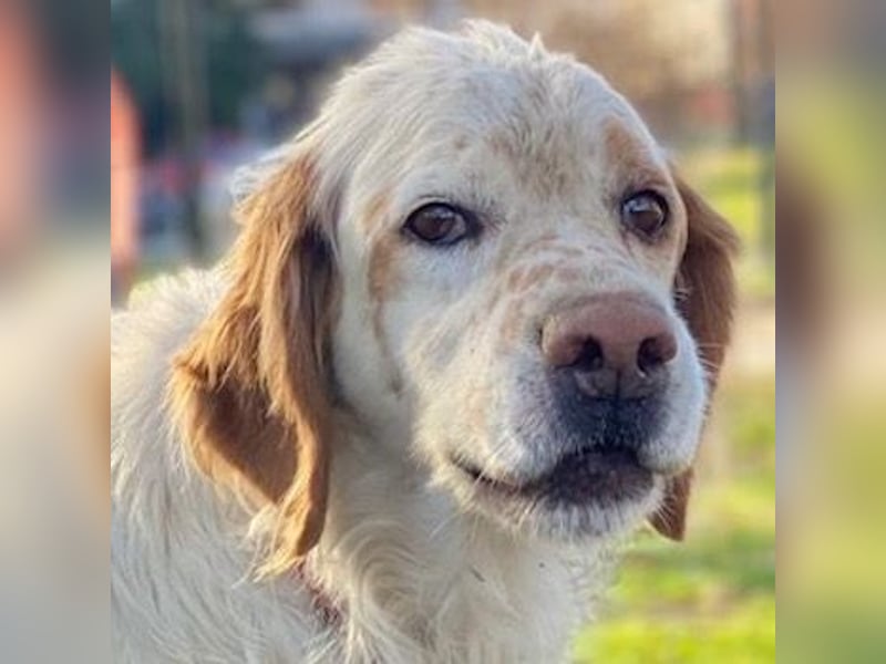 Mael, geb. ca. 01/2021, lebt in GRIECHENLAND, auf einer privaten Pflegestelle