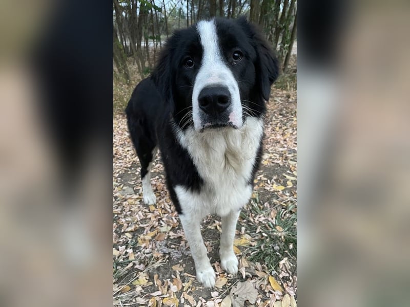 Sloan, geb. ca. 01/2022, lebt in GRIECHENLAND, auf einem Gelände, wird notdürftig versorgt