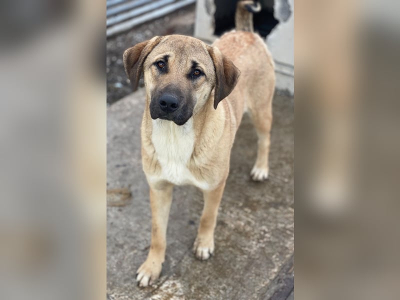 Zira, geb. ca. 02/2025, lebt in GRIECHENLAND, auf einer privaten Pflegestelle