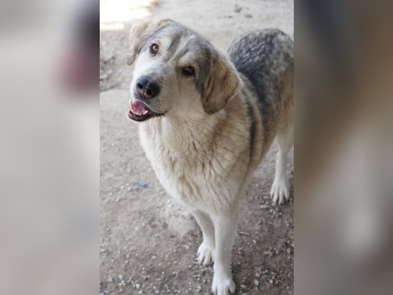 Lykos, geb. ca. 12/2023, lebt in GRIECHENLAND, im städt. Tierheim Serres