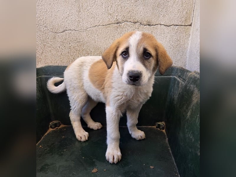 Alma, geb. ca. 02/2026, lebt in GRIECHENLAND, im städt. Tierheim Serres