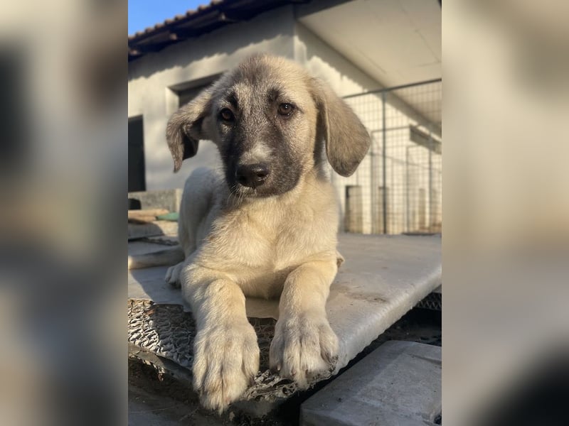 Juju, geb. ca. 02/2024, lebt in GRIECHENLAND, im städt. Tierheim Serres