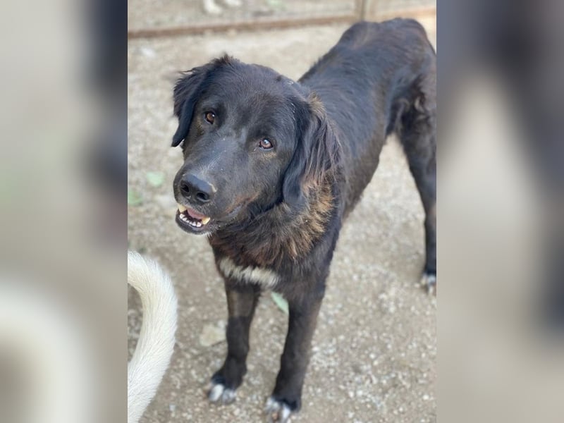 Jette, geb. ca. 01/2024, lebt in GRIECHENLAND, im städt. Tierheim Serres