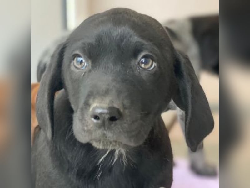 Morus, geb. ca. 11/2025, lebt in GRIECHENLAND, auf einer privaten Pflegestelle