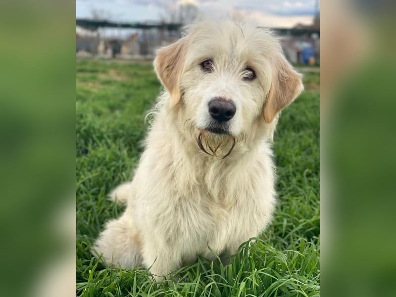 Arina, geb. ca. 10/2024, lebt in GRIECHENLAND, im städt. Tierheim Serres