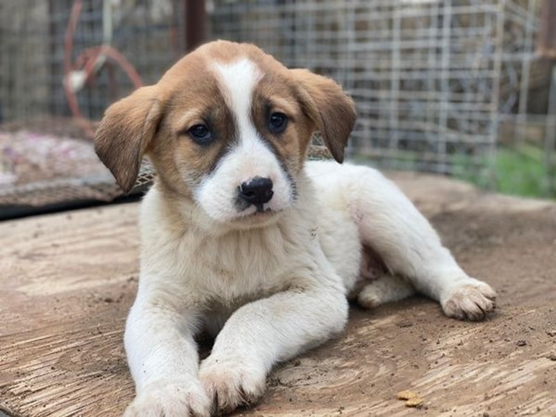 Bufala, geb. ca.11/2025, lebt in GRIECHENLAND, auf einer privaten Pflegestelle