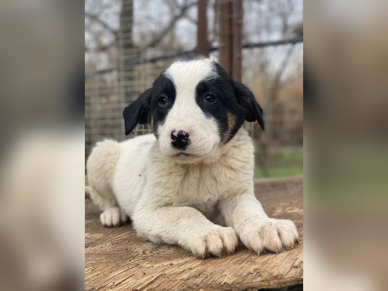 Hawaii, geb. ca. 11/2025, lebt in GRIECHENLAND, auf einer privaten Pflegestelle