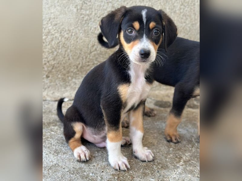 Pepper, geb. ca. 05/2026, lebt in GRIECHENLAND, im städt. Tierheim Serres