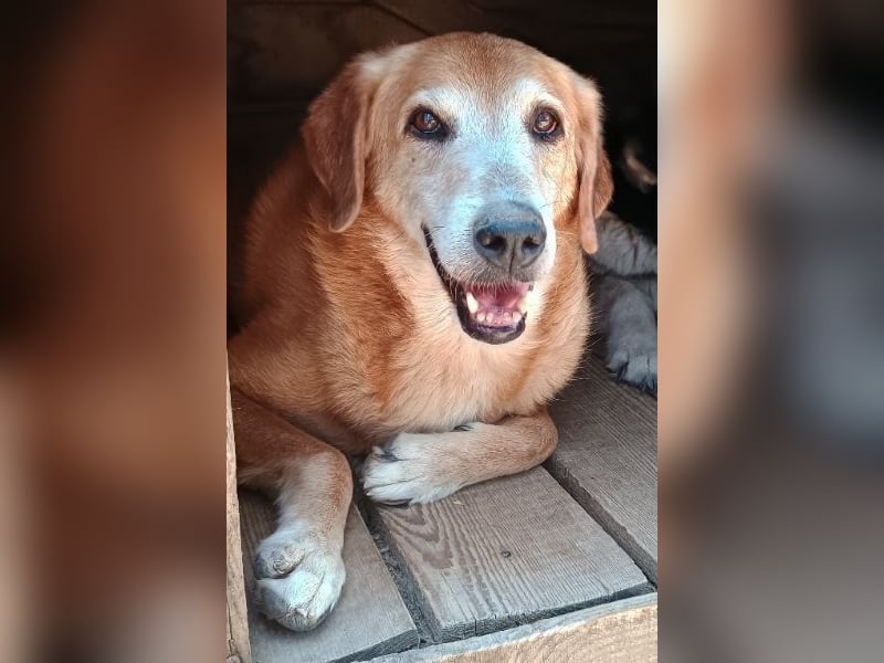 Flower, geb. ca. 06/2015, lebt in GRIECHENLAND, auf einer privaten Pflegestelle