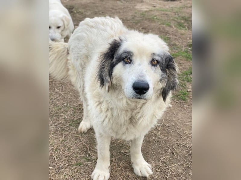 Günter, geb. ca. 09/2018, lebt in GRIECHENLAND, im städt. Tierheim Serres