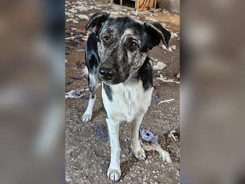 Kaiser, geb. ca. 12/2023, lebt in GRIECHENLAND, auf einem Gelände, Hunde werden notdürftig versorgt