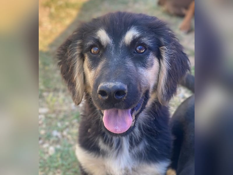 Quana, geb. ca. 02/2025, lebt in GRIECHENLAND, auf einer privaten Pflegestelle