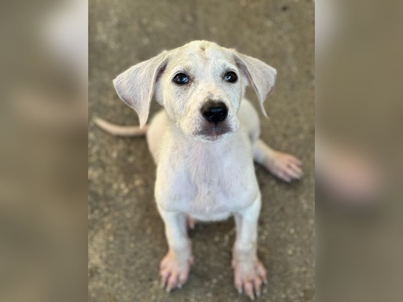 Lily, geb. ca. 05/2026, lebt in GRIECHENLAND, im städt. Tierheim Serres
