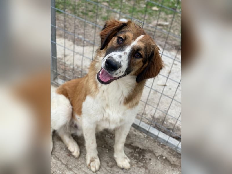 Barkley, geb. ca. 10/2024, lebt in GRIECHENLAND, auf einer privaten Pflegestelle