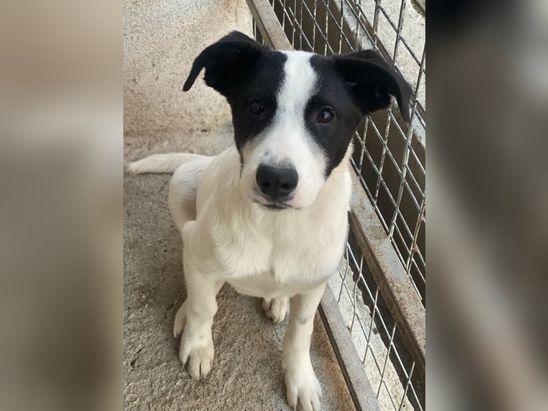 Capper, geb. ca. 06/2024, lebt in GRIECHENLAND, im städt. Tierheim Serres