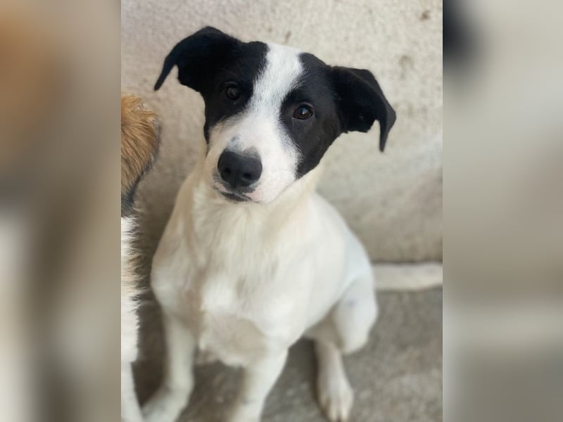 Capper, geb. ca. 06/2024, lebt in GRIECHENLAND, im städt. Tierheim Serres