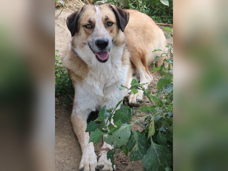 Nena, geb. ca. 10/2017, lebt in GRIECHENLAND, im städt. Tierheim Serres