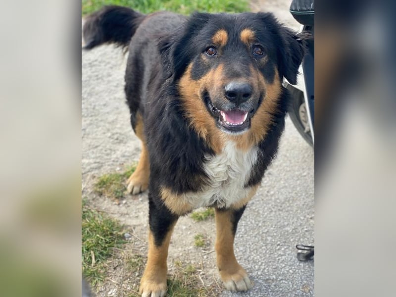 Sirius Black, geb. ca. 12/2023, lebt in GRIECHENLAND, im städt. Tierheim Serres