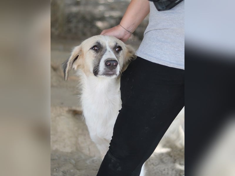 Gretchen, geb. ca. 03/2023, lebt in GRIECHENLAND, im städt. Tierheim Serres