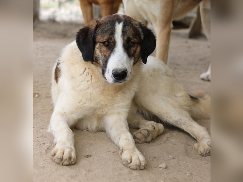 Pitt, geb. ca. 05/2021, lebt in GRIECHENLAND, im städt. Tierheim Serres
