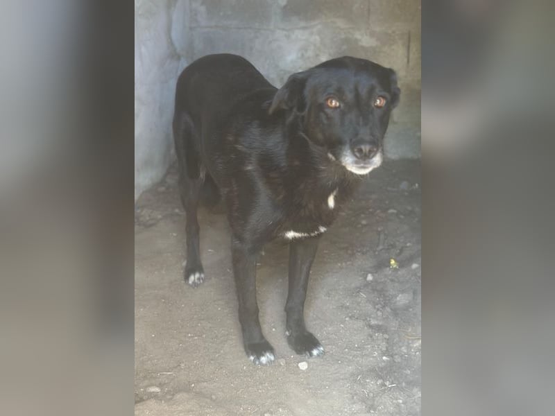 Zuri, geb. ca. 04/2021, lebt in GRIECHENLAND, im städt. Tierheim Serres