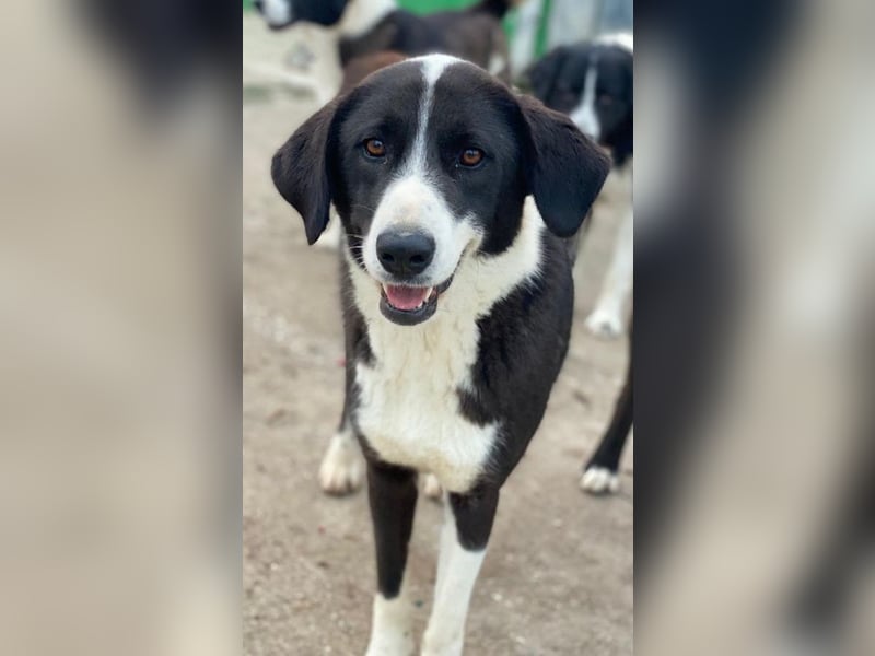 Arielle, geb. ca. 01/2023, lebt in GRIECHENLAND, im städt. Tierheim Serres