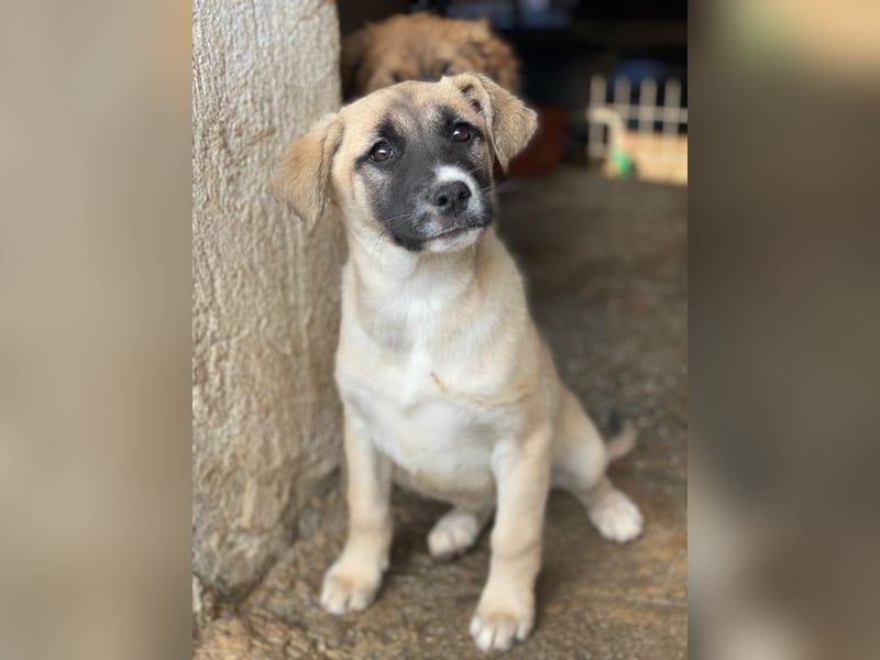 Mira, geb. ca. 12/2025, lebt in GRIECHENLAND, im städt. Tierheim Serres