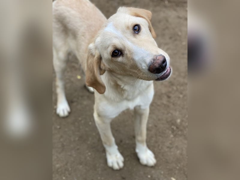 Sheldon, geb. ca. 11/2023, lebt in GRIECHENLAND, im städt. Tierheim Serres