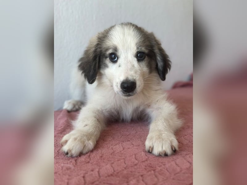 Paloma, geb. ca. 05/2026, lebt in GRIECHENLAND, im städt. Tierheim Serres