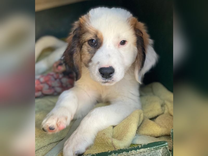 Fidi, geb. ca. 08/2025, lebt in GRIECHENLAND, im städt. Tierheim Serres