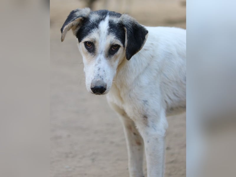 Mona, geb. ca. 01/2024, lebt in GRIECHENLAND, auf einer privaten Pflegestelle