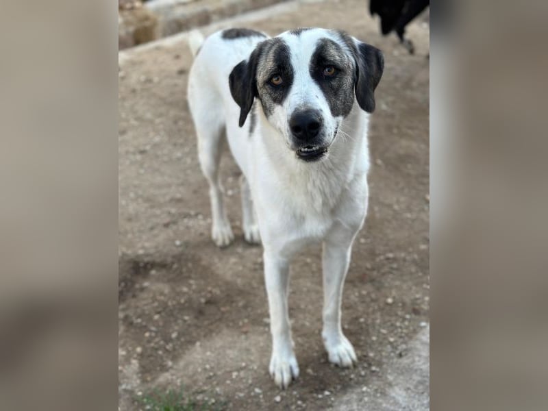Antoya, geb. ca. 02/2024, lebt in GRIECHENLAND, im städt. Tierheim Serres