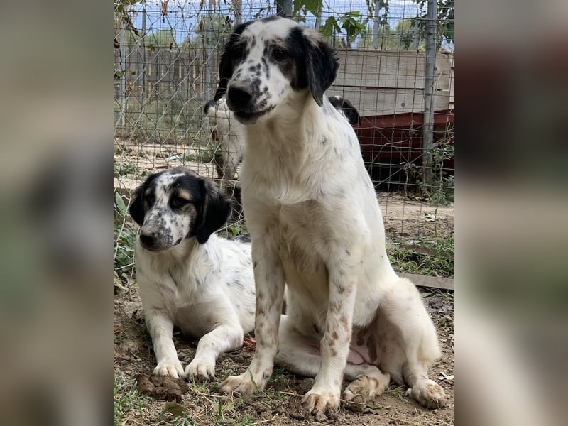 Lime, geb. ca. 02/2023, lebt in GRIECHENLAND, auf einer privaten Pflegestelle