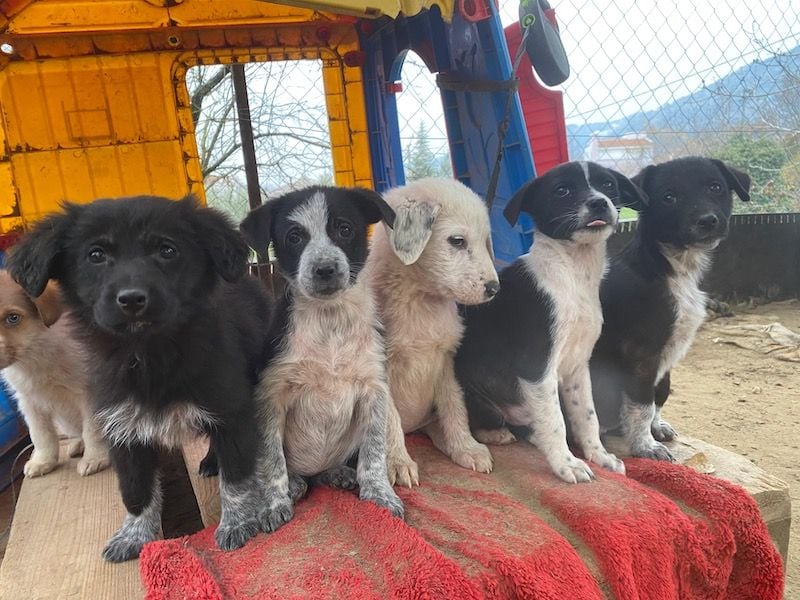 Lisbeth, geb. ca. 09/2025, lebt in GRIECHENLAND, auf einer privaten Pflegestelle