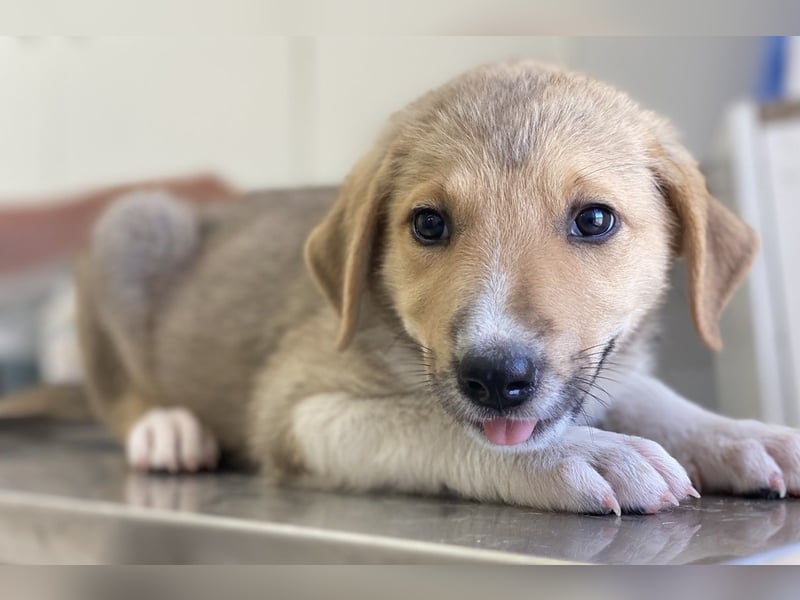 Padme, geb. ca. 04/2024, lebt in GRIECHENLAND, im städt. Tierheim Serres