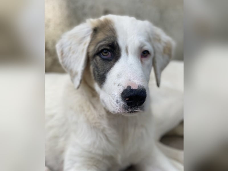 Arco, geb. ca. 02/2024, lebt in GRIECHENLAND, im städt. Tierheim Serres